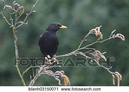 "Blackbird (Turdus merula), male, Haren, Emsland, Lower Saxony, Germany, Europe" View Large Photo Image Stock Image - "Blackbird (Turdus merula), male, Haren, Emsland, Lower Saxony, Germany, Europe". Fotosearch