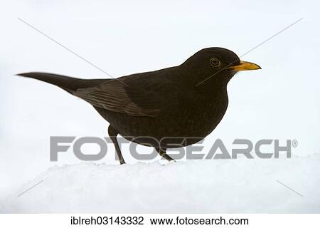 "Blackbird (Turdus merula), male, Terfens, Tyrol, Austria, Europe" View Large Photo Image Stock Image - "Blackbird (Turdus merula), male, Terfens, Tyrol, Austria, Europe". Fotosearch