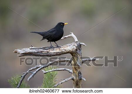 Stock Photo - "Blackbird (Turdus merula), male, Terfens, Tyrol, Austria, Europe". Fotosearch