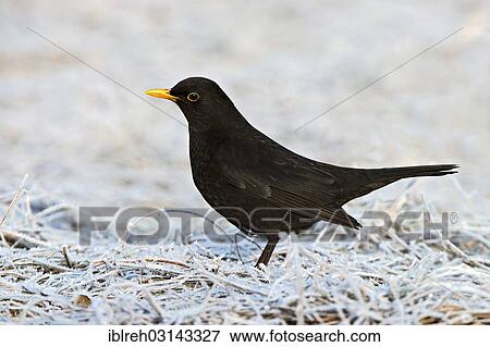 "Blackbird (Turdus merula), male, Terfens, Tyrol, Austria, Europe" View Large Photo Image Stock Photo - "Blackbird (Turdus merula), male, Terfens, Tyrol, Austria, Europe". Fotosearch