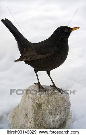 "Blackbird (Turdus merula), male, Terfens, Tyrol, Austria, Europe" View Large Photo Image Stock Photo - "Blackbird (Turdus merula), male, Terfens, Tyrol, Austria, Europe". Fotosearch