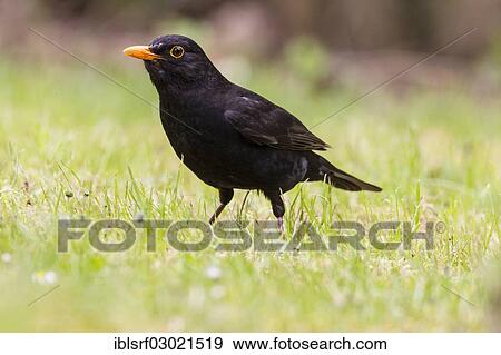 "Blackbird (Turdus merula), male, Fuldabruck, Fuldabruck, Hesse, Germany, Europe" View Large Photo Image Stock Photo - "Blackbird (Turdus merula), male, Fuldabruck, Fuldabruck, Hesse, Germany, Europe". Fotosearch