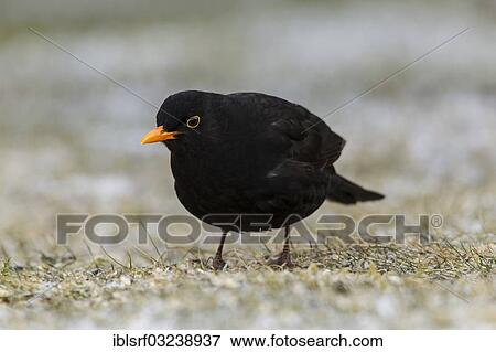 "Blackbird (Turdus merula), male, Bergshausen, Fuldabruck, Hesse, Germany, Europe" View Large Photo Image Stock Photo - "Blackbird (Turdus merula), male, Bergshausen, Fuldabruck, Hesse, Germany, Europe". Fotosearch