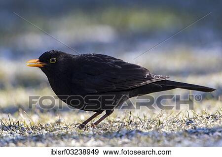 Stock Photo - "Blackbird (Turdus merula), male, Bergshausen, Fuldabruck, Hesse, Germany, Europe". Fotosearch