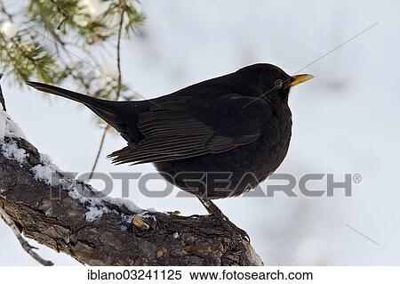 Stock Photography - "Blackbird (Turdus merula), male, Terfens, Schwaz District, North Tirol, Tirol, Austria, Europe". Fotosearch