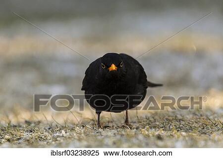 "Blackbird (Turdus merula), male, Bergshausen, Fuldabruck, Hesse, Germany, Europe" View Large Photo Image Stock Photography - "Blackbird (Turdus merula), male, Bergshausen, Fuldabruck, Hesse, Germany, Europe". Fotosearch