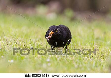 "Blackbird (Turdus merula), male, with an earthworm in its beak, Fuldabruck, Fuldabruck, Hesse, Germany, Europe" View Large Photo Image Stock Photo - "Blackbird (Turdus merula), male, with an earthworm in its beak, Fuldabruck, Fuldabruck, Hesse, Germany, Europe". Fotosearch