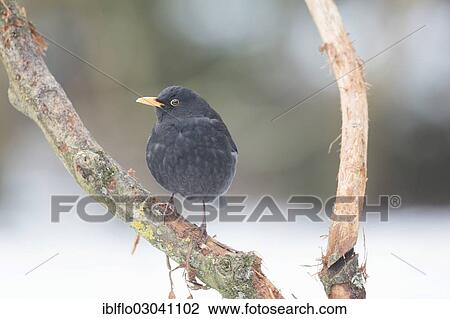 Stock Image - "Blackbird (Turdus merula), Offheim, Limburg an der Lahn, Hesse, Germany, Europe". Fotosearch