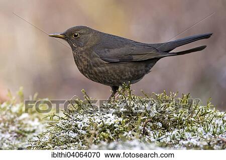 "Blackbird (Turdus merula), snow, Saxony-Anhalt, Germany, Europe" View Large Photo Image Stock Image - "Blackbird (Turdus merula), snow, Saxony-Anhalt, Germany, Europe". Fotosearch