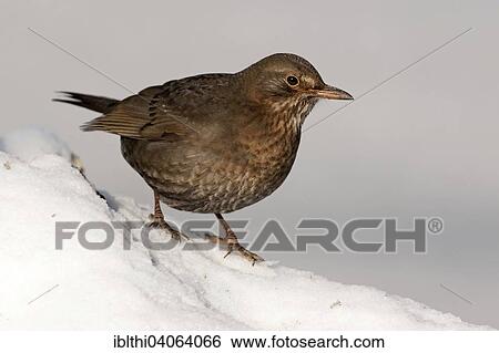 "Blackbird (Turdus merula), snow, Saxony-Anhalt, Germany, Europe" View Large Photo Image Stock Photograph - "Blackbird (Turdus merula), snow, Saxony-Anhalt, Germany, Europe". Fotosearch