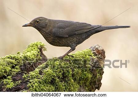 "Blackbird (Turdus merula), Saxony-Anhalt, Germany, Europe" View Large Photo Image Stock Photo - "Blackbird (Turdus merula), Saxony-Anhalt, Germany, Europe". Fotosearch