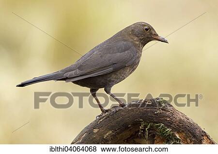Stock Photo - "Blackbird (Turdus merula), Saxony-Anhalt, Germany, Europe". Fotosearch