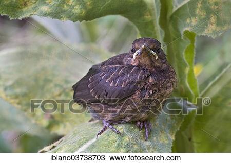 "Blackbird (Turdus merula), young, Tyrol, Austria, Europe" View Large Photo Image Stock Image - "Blackbird (Turdus merula), young, Tyrol, Austria, Europe". Fotosearch