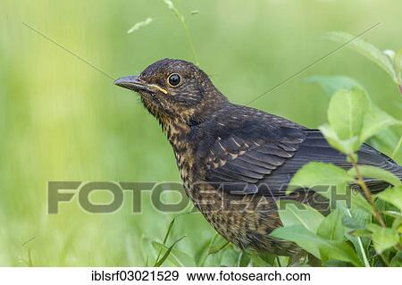 "Blackbird (Turdus merula), young fledgling, Fuldabruck, Fuldabruck, Hesse, Germany, Europe" View Large Photo Image Stock Photo - "Blackbird (Turdus merula), young fledgling, Fuldabruck, Fuldabruck, Hesse, Germany, Europe". Fotosearch