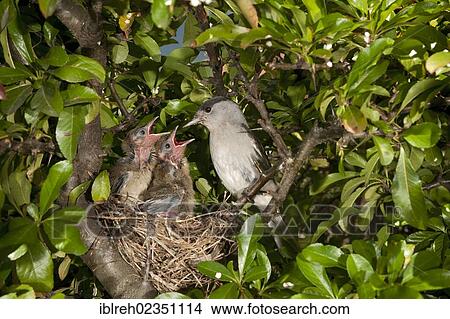 "Blackcap (Sylvia atricapilla) feeding chicks, Schwaz, Tyrol, Austria, Europe" View Large Photo Image Picture - "Blackcap (Sylvia atricapilla) feeding chicks, Schwaz, Tyrol, Austria, Europe". Fotosearch