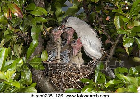 Stock Photograph - "Blackcap (Sylvia atricapilla) feeding chicks, Schwaz, Tyrol, Austria, Europe". Fotosearch