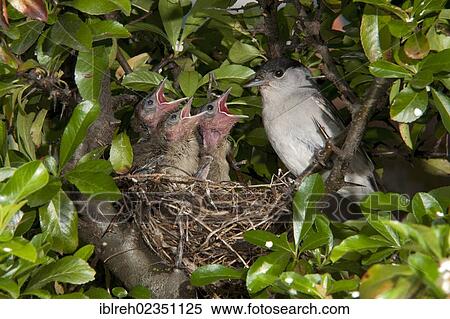 Stock Photography - "Blackcap (Sylvia atricapilla) feeding chicks, Schwaz, Tyrol, Austria, Europe". Fotosearch