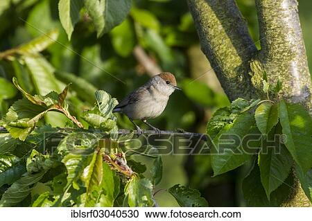 Stock Image - "Blackcap (Sylvia atricapilla), female, perched on a branch, Fuldabruck, Fuldabruck, Hesse, Germany, Europe". Fotosearch
