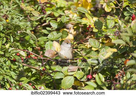 "Blackcap (Sylvia atricapilla), Limburg an der Lahn, Hesse, Germany, Europe" View Large Photo Image Stock Image - "Blackcap (Sylvia atricapilla), Limburg an der Lahn, Hesse, Germany, Europe". Fotosearch