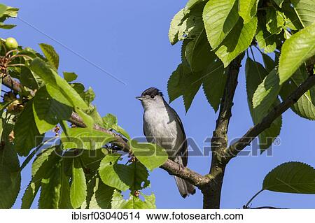 Picture - "Blackcap (Sylvia atricapilla), male, perched on a branch, Fuldabruck, Fuldabruck, Hesse, Germany, Europe". Fotosearch