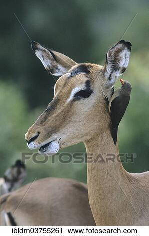 "Blacked-faced Impala or Black-faced Impala (Aepyceros melampus petersi) with Red-billed Oxpecker (Buphagus erythrorhynchus), Kunene Region, Namibia, Africa" View Large Photo Image Stock Image - "Blacked-faced Impala or Black-faced Impala (Aepyceros melampus petersi) with Red-billed Oxpecker (Buphagus erythrorhynchus), Kunene Region, Namibia, Africa". Fotosearch