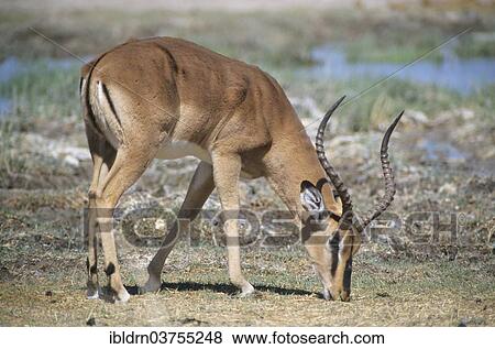 "Blacked-faced Impala or Black-faced Impala(Aepyceros melampus petersi) grazing, Kunene Region, Namibia, Africa" View Large Photo Image Stock Photo - "Blacked-faced Impala or Black-faced Impala(Aepyceros melampus petersi) grazing, Kunene Region, Namibia, Africa". Fotosearch