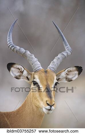 "Blacked-faced Impala or Black-faced Impala (Aepyceros melampus petersi), Kunene Region, Namibia, Africa" View Large Photo Image Stock Photo - "Blacked-faced Impala or Black-faced Impala (Aepyceros melampus petersi), Kunene Region, Namibia, Africa". Fotosearch