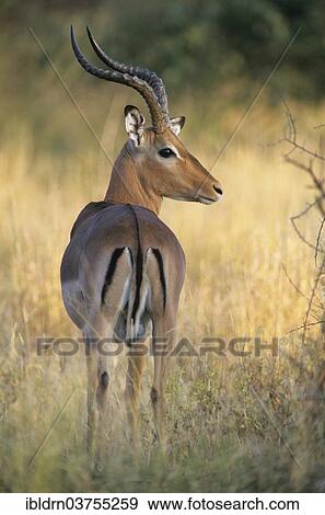"Blacked-faced Impala or Black-faced Impala (Aepyceros melampus petersi), Kunene Region, Namibia, Africa" View Large Photo Image Stock Photo - "Blacked-faced Impala or Black-faced Impala (Aepyceros melampus petersi), Kunene Region, Namibia, Africa". Fotosearch