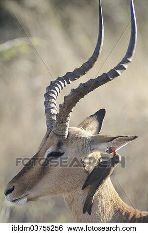 "Blacked-faced Impala or Black-faced Impala (Aepyceros melampus petersi) with Red-billed Oxpecker (Buphagus erythrorhynchus), Kunene Region, Namibia, Africa" View Large Photo Image Stock Photograph - "Blacked-faced Impala or Black-faced Impala (Aepyceros melampus petersi) with Red-billed Oxpecker (Buphagus erythrorhynchus), Kunene Region, Namibia, Africa". Fotosearch