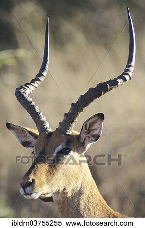 "Blacked-faced Impala or Black-faced Impala (Aepyceros melampus petersi), Kunene Region, Namibia, Africa" View Large Photo Image Stock Photography - "Blacked-faced Impala or Black-faced Impala (Aepyceros melampus petersi), Kunene Region, Namibia, Africa". Fotosearch