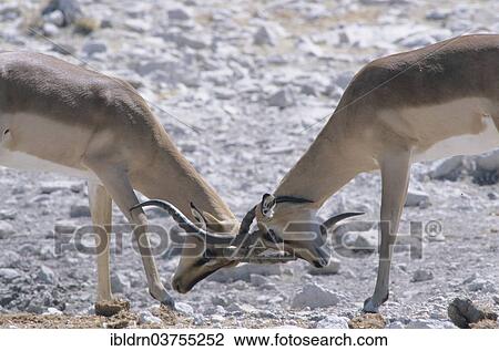 "Blacked-faced Impalas or Black-faced Impalas (Aepyceros melampus petersi), two males quarrelling, Kunene Region, Namibia, Africa" View Large Photo Image Stock Image - "Blacked-faced Impalas or Black-faced Impalas (Aepyceros melampus petersi), two males quarrelling, Kunene Region, Namibia, Africa". Fotosearch