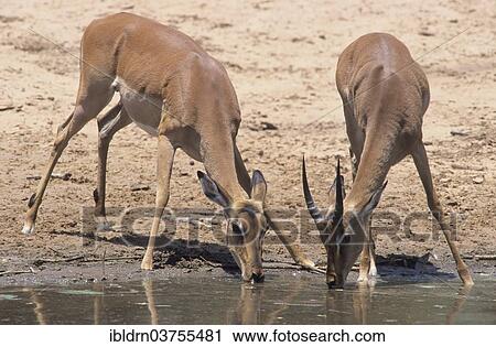 "Blacked-faced Impalas or Black-faced Impalas (aepyceros petersi melampus) at a waterhole, Kunene Region, Namibia, Africa" View Large Photo Image Stock Image - "Blacked-faced Impalas or Black-faced Impalas (aepyceros petersi melampus) at a waterhole, Kunene Region, Namibia, Africa". Fotosearch