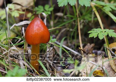 "Blackening Waxcap (Hygrocybe nigrescens), fruiting body, Clumber Park, Nottinghamshire, England, United Kingdom, Europe" View Large Photo Image Stock Photography - "Blackening Waxcap (Hygrocybe nigrescens), fruiting body, Clumber Park, Nottinghamshire, England, United Kingdom, Europe". Fotosearch