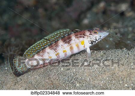 Stock Photo - "Blackfin Sandperch (Parapercis snyderi), adult, with erect dorsal fin, Lembeh Straits, Sulawesi, Sunda Islands, Indonesia, Southeast Asia, Asia". Fotosearch