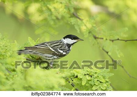 Picture - "Blackpoll Warbler (Dendroica striata), adult male, breeding plumage, perched on twig, South Padre Island, Texas, United States, North America". Fotosearch