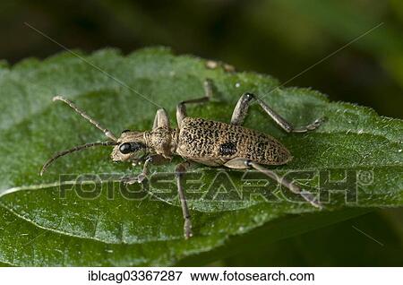 "Blackspotted Pliers Support Beetle (Rhagium mordax) on a Stinging Nettle leaf (Urtica dioica), Monchbruch Nature Reserve, Morfelden, Hesse, Germany, Europe" View Large Photo Image Stock Photo - "Blackspotted Pliers Support Beetle (Rhagium mordax) on a Stinging Nettle leaf (Urtica dioica), Monchbruch Nature Reserve, Morfelden, Hesse, Germany, Europe". Fotosearch