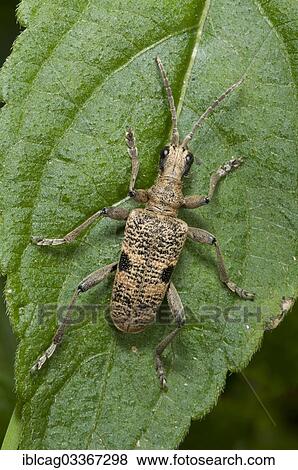 "Blackspotted Pliers Support Beetle (Rhagium mordax) on a Stinging Nettle leaf (Urtica dioica), Monchbruch Nature Reserve, Morfelden, Hesse, Germany, Europe" View Large Photo Image Stock Photo - "Blackspotted Pliers Support Beetle (Rhagium mordax) on a Stinging Nettle leaf (Urtica dioica), Monchbruch Nature Reserve, Morfelden, Hesse, Germany, Europe". Fotosearch
