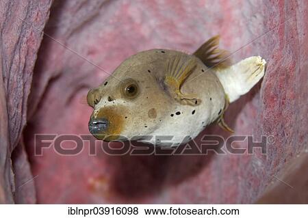 "Blackspotted Puffer or Dog-faced Puffer (Arothron nigropunctatus), Great Barrier Reef, UNESCO World Natural Heritage Site, Pacific Ocean, Queensland, Australia, Oceania" View Large Photo Image Stock Photo - "Blackspotted Puffer or Dog-faced Puffer (Arothron nigropunctatus), Great Barrier Reef, UNESCO World Natural Heritage Site, Pacific Ocean, Queensland, Australia, Oceania". Fotosearch