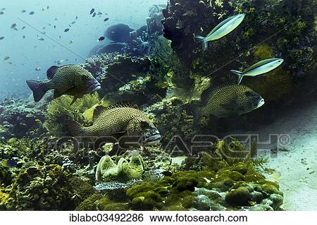 "Blackspotted Sweetlips (Plectorhinchus gaterinus), Raja Ampat, West Papua, Indonesia, Asia" View Large Photo Image Stock Photograph - "Blackspotted Sweetlips (Plectorhinchus gaterinus), Raja Ampat, West Papua, Indonesia, Asia". Fotosearch