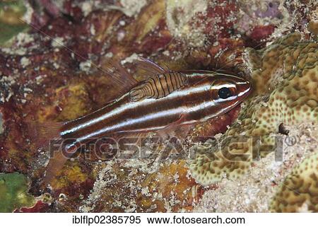 "Blackstripe Cardinalfish (Apogon nigrofasciatus), adult, with amphipod, parasitic copepod, attached, Fiabacet Island, Raja Ampat Islands, Four Kings, West Papua, New Guinea, Indonesia, Southeast Asia, Asia" View Large Photo Image Stock Photography - "Blackstripe Cardinalfish (Apogon nigrofasciatus), adult, with amphipod, parasitic copepod, attached, Fiabacet Island, Raja Ampat Islands, Four Kings, West Papua, New Guinea, Indonesia, Southeast Asia, Asia". Fotosearch