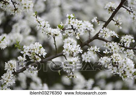 Stock Image - "Blackthorn or Sloe (Prunus spinosa), Gimmeldingen, Neustadt an der Weinstrasse, Rhineland-Palatinate, Germany, Europe". Fotosearch