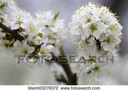 "Blackthorn or Sloe (Prunus spinosa), Gimmeldingen, Neustadt an der Weinstrasse, Rhineland-Palatinate, Germany, Europe" View Large Photo Image Stock Image - "Blackthorn or Sloe (Prunus spinosa), Gimmeldingen, Neustadt an der Weinstrasse, Rhineland-Palatinate, Germany, Europe". Fotosearch