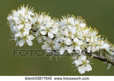 "Blackthorn (Prunus spinosa), blossoms, Borkener Paradies nature reserve, Emsland, Lower Saxony, Germany, Europe" View Large Photo Image Stock Image - "Blackthorn (Prunus spinosa), blossoms, Borkener Paradies nature reserve, Emsland, Lower Saxony, Germany, Europe". Fotosearch