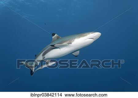 Picture - "Blacktip Reef Shark (Carcharhinus melanopterus) with Live Sharksuckers (Echeneis naucrates), Dimaniyat Islands nature reserve, Al Batinah region, Oman, Asia". Fotosearch