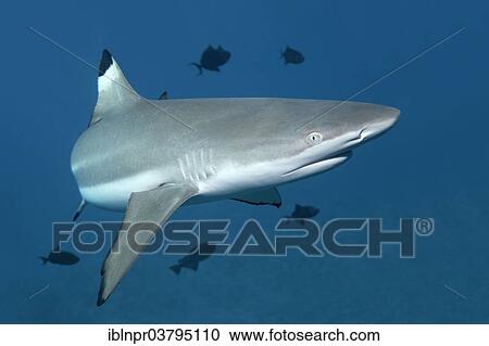 Stock Image - "Blacktip Reef Shark (Carcharhinus melanopterus), with Niger Trigger Fish (Odonus niger), UNESCO World Heritage Site, Great Barrier Reef, Australia, Pacific Ocean, Oceania". Fotosearch