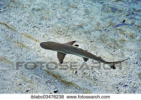 "Blacktip Reef Shark (Carcharhinus melanopterus), young, Batbitim Island, Raja-Ampat, West Papua, Indonesia, Asia" View Large Photo Image Stock Photo - "Blacktip Reef Shark (Carcharhinus melanopterus), young, Batbitim Island, Raja-Ampat, West Papua, Indonesia, Asia". Fotosearch