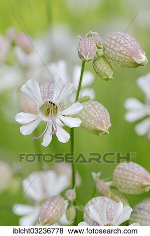 "Bladder Campion (Silene vulgaris), North Rhine-Westphalia, Germany, Europe" View Large Photo Image Stock Photo - "Bladder Campion (Silene vulgaris), North Rhine-Westphalia, Germany, Europe". Fotosearch