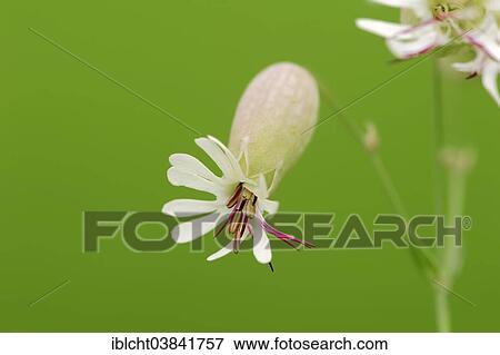"Bladder Campion (Silene vulgaris), blossom, North Rhine-Westphalia, Germany, Europe" View Large Photo Image Stock Photo - "Bladder Campion (Silene vulgaris), blossom, North Rhine-Westphalia, Germany, Europe". Fotosearch
