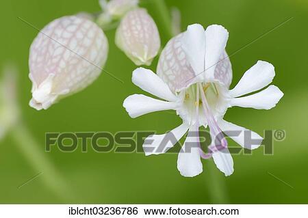 "Bladder Campion (Silene vulgaris), flower, North Rhine-Westphalia, Germany, Europe" View Large Photo Image Stock Photograph - "Bladder Campion (Silene vulgaris), flower, North Rhine-Westphalia, Germany, Europe". Fotosearch