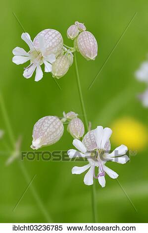 Stock Photography - "Bladder Campion (Silene vulgaris), flowers, North Rhine-Westphalia, Germany, Europe". Fotosearch